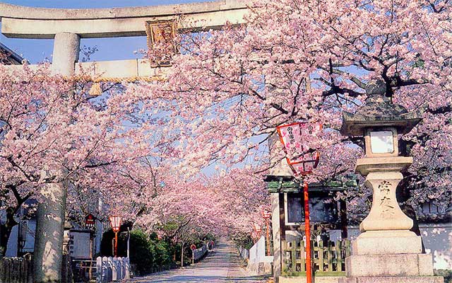 桜の向日神社参道