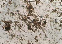 �ʐ^-2�@�S�׋�(�K���I�l��)