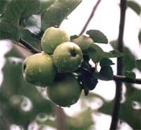 �j���[�g���̃����S