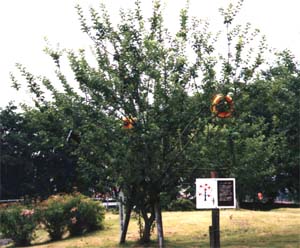 �j���[�g���̃����S�̖�