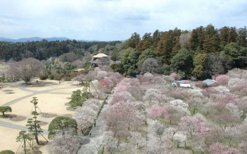 春の偕楽園では梅まつりが開催され，多くの来園者で賑わいます。（梅まつりに代表される偕楽園や千波湖周辺の歴史的風致）