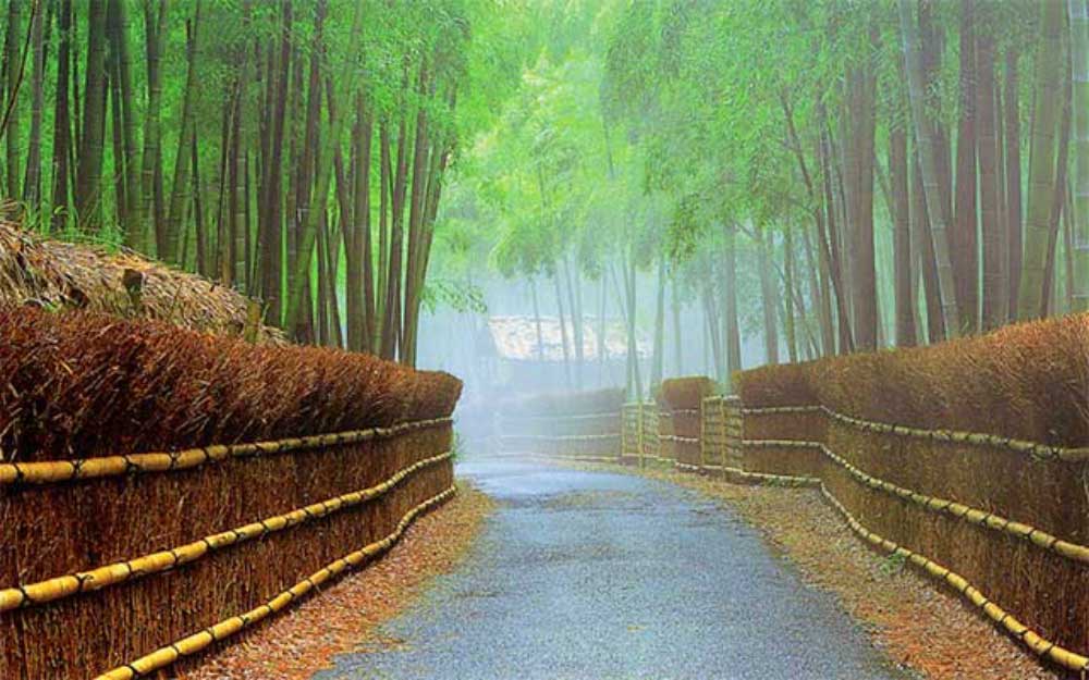 歴史と文化をモチーフに考案された8種類の竹垣が約1.8kmに及び連なる竹の径