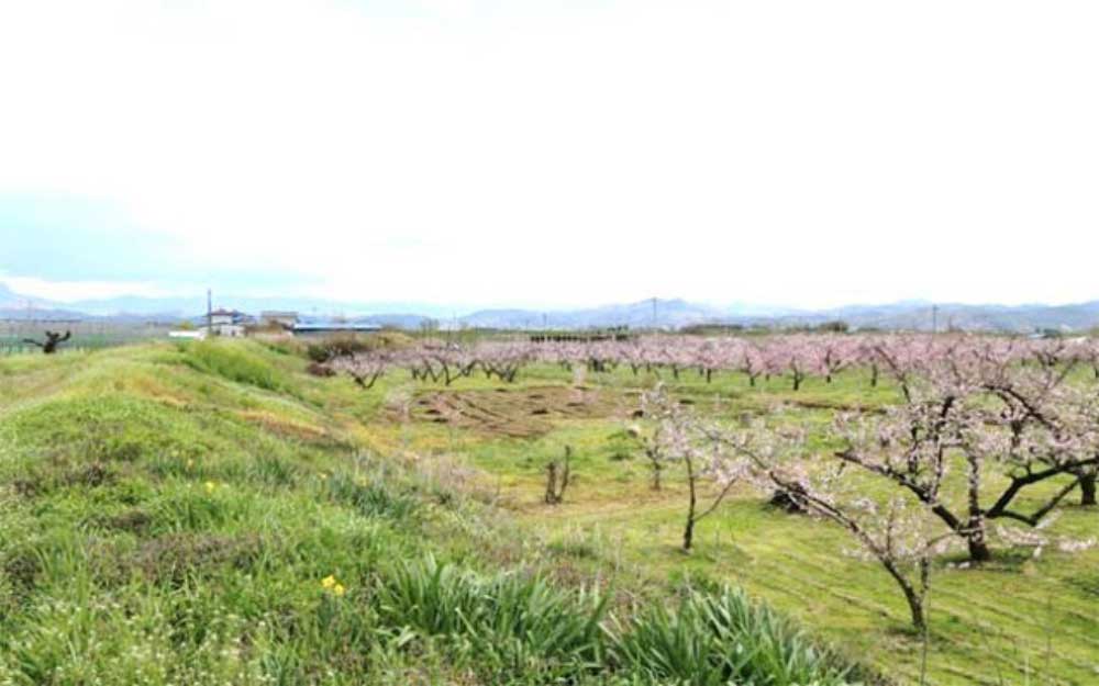 阿武隈川旧河道の堤防と春の桃畑