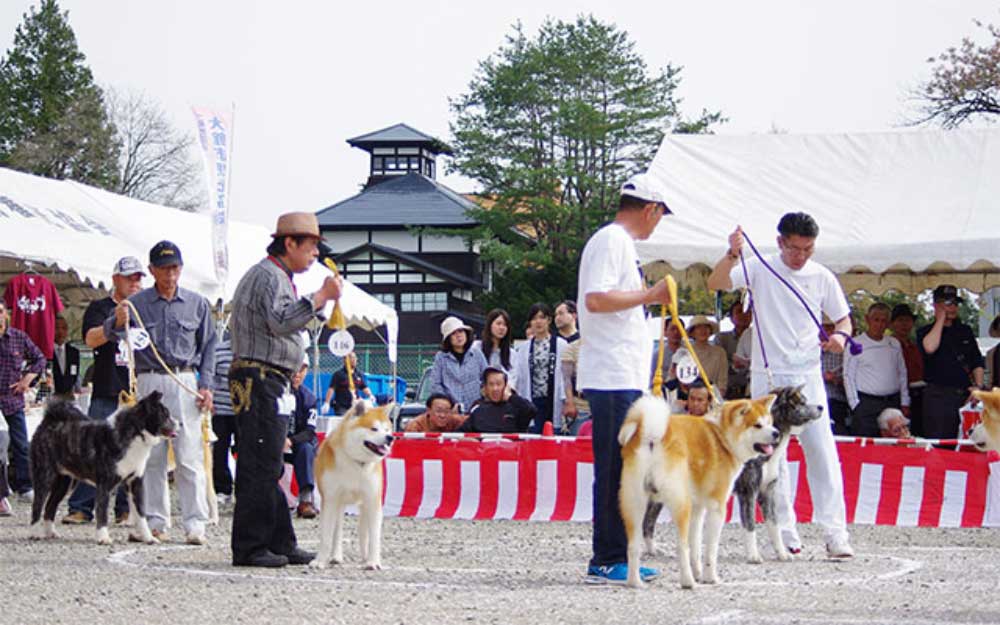 大館城本丸跡を会場に行われる天然記念物秋田犬　本部展覧会