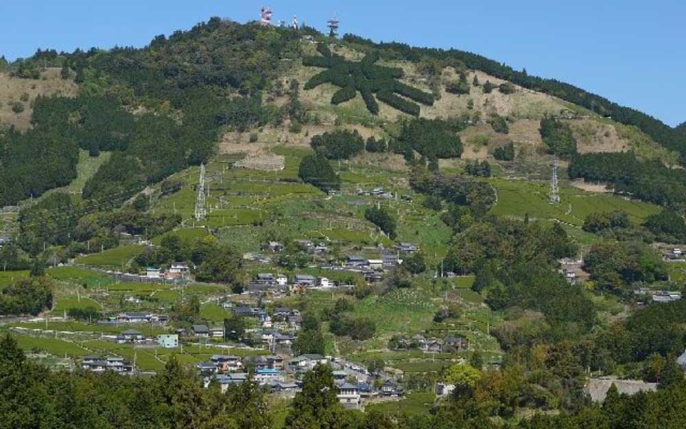 世界農業遺産「静岡の茶草場農法」粟ヶ岳の茶園