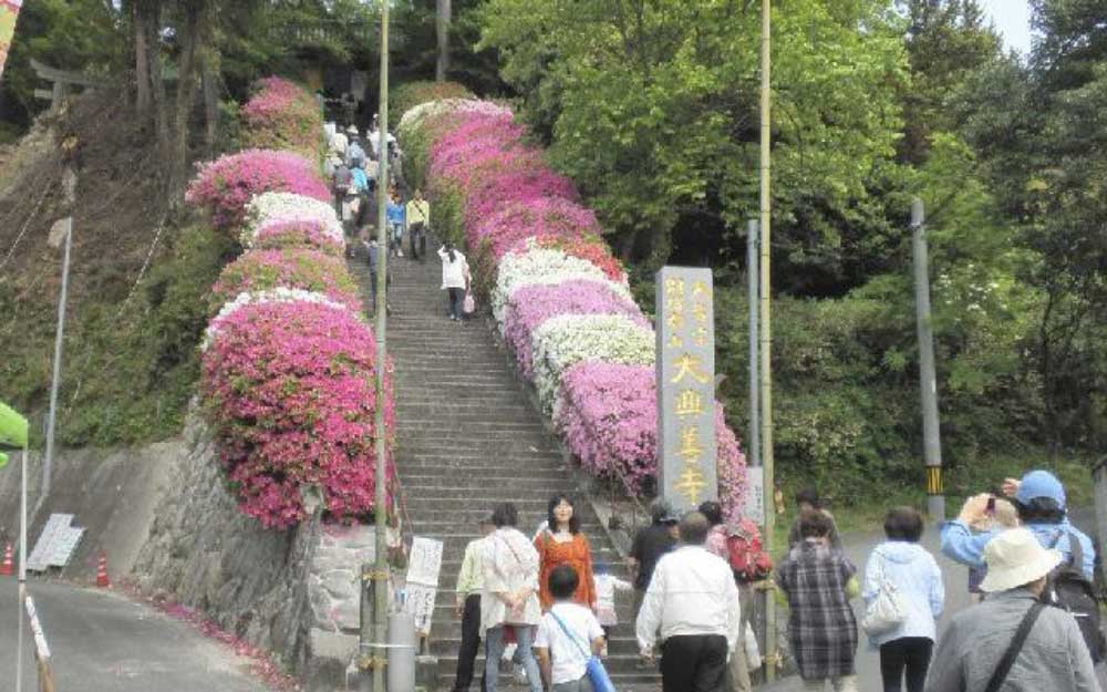 大興善寺つつじまつり