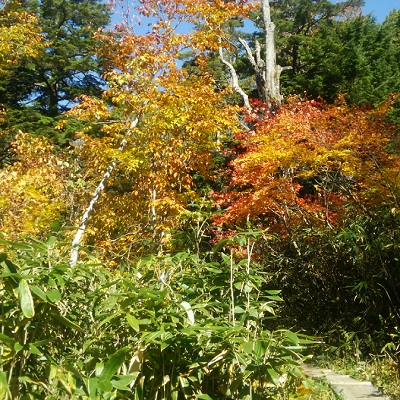 燧ヶ岳山麓の紅葉